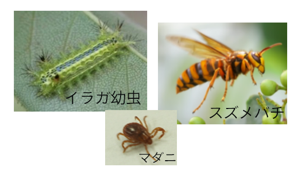 危険な虫画像